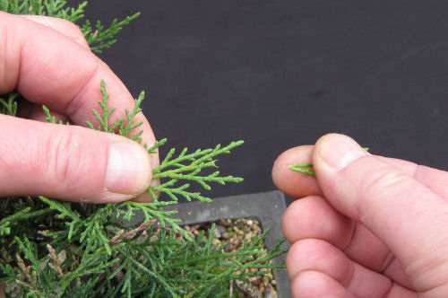 juniper pruning
